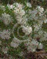 Hakea lissocarpha