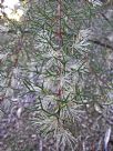 Hakea lissocarpha