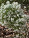 Hakea lissocarpha