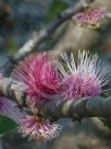 Hakea obtusa