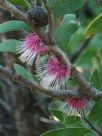 Hakea obtusa