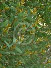 Hakea obtusa