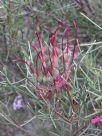 Hakea purpurea