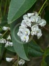 Hardenbergia violacea Free 'n' Easy