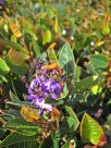 Hardenbergia violacea Mini Ha Ha