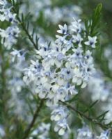 Hybanthus floribundus adpressus