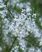 Hybanthus floribundus adpressus