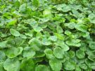 Hydrocotyle vulgaris