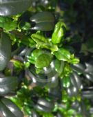 Ilex crenata Fastigiata