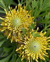 Isopogon anemonifolius Little Drumsticks