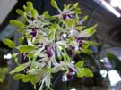 Dendrobium canaliculatum