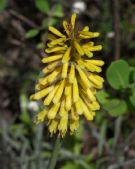 Kniphofia Percy's Pride