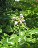 Lamium maculatum Roseum