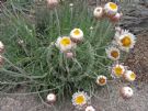 Leucochrysum albicans alpinum