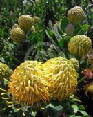 Leucospermum Carnival Copper