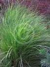 Lomandra confertifolia pallida