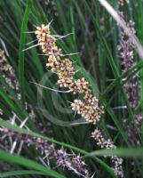 Lomandra longifolia Tanika