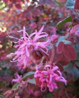 Loropetalum chinense rubrum Ruby