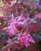 Loropetalum chinense rubrum Ruby