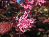 Loropetalum chinense rubrum Ruby