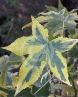 Liquidambar styraciflua Golden Treasure