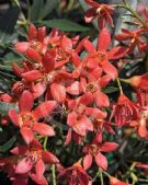 Ceratopetalum gummiferum Albery's Red