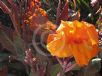 Canna Phasion