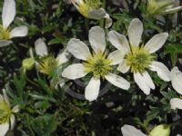 Clematis Perfection