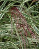 Miscanthus sinensis Variegatus