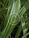 Miscanthus sinensis Variegatus