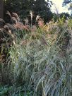 Miscanthus sinensis Variegatus