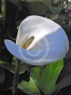 Zantedeschia aethiopica Childsiana