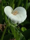 Zantedeschia aethiopica Childsiana