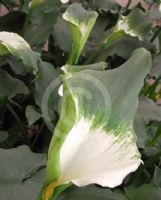 Zantedeschia aethiopica Green Goddess