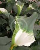 Zantedeschia aethiopica Green Goddess