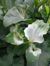 Zantedeschia aethiopica Green Goddess