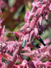 Puya spathacea