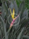 Strelitzia reginae Mandela's Gold