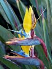 Strelitzia reginae Mandela's Gold