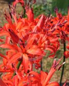 Nerine Fothergillii Major