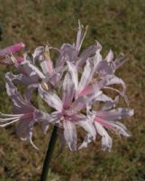 Nerine Aristocrat