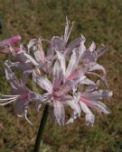 Nerine Aristocrat