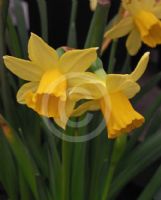 Narcissus Division 12 Tte--tte