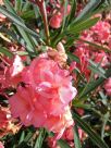 Nerium oleander Carneum Plenum