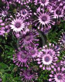 Osteospermum Nasinga Purple