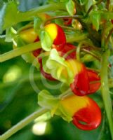 Impatiens niamniamensis Congo Cockatoo