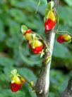 Impatiens niamniamensis Congo Cockatoo