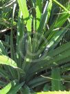 Pandanus odorifer