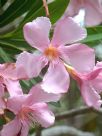 Nerium oleander Punctatum