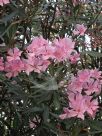 Nerium oleander Punctatum